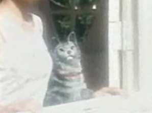 Product of the Day: Robot Cat